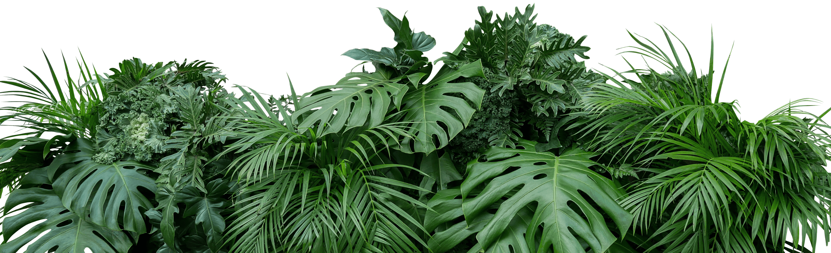 Decorative leaf background